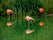 Photo of a small group of flamingos resting in the water Whipsnade Zoo, England.