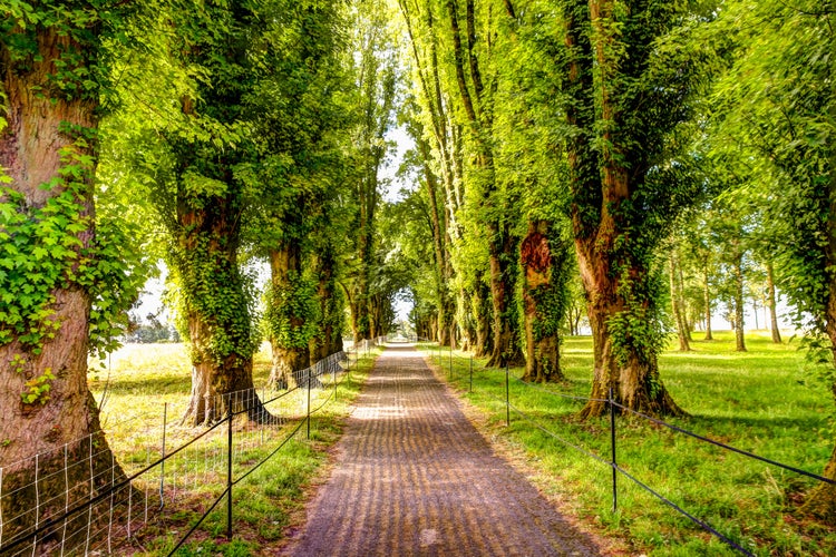 Photo of Tree lined pathway at the Beaumont Hamel war memorial in Arras France.