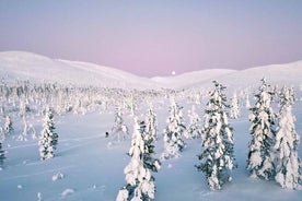 Halvdagstur i Levi vildmark