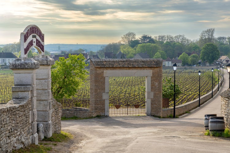  Photo of Typical vineyards near Clos de Vougeot, Cote de Nuits, Burgundy, France