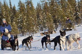 Tour combinato in cui potrai essere il passeggero o guidare la slitta degli Husky da Kiruna