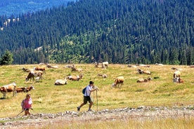 From Cluj-Napoca: Day Hike to Vlădeasa Peak