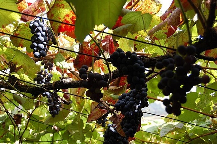 Red_wine_grapes_in_the_Minho.jpg