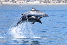 Passeio de barco com observação de golfinhos saindo de Benalmadena