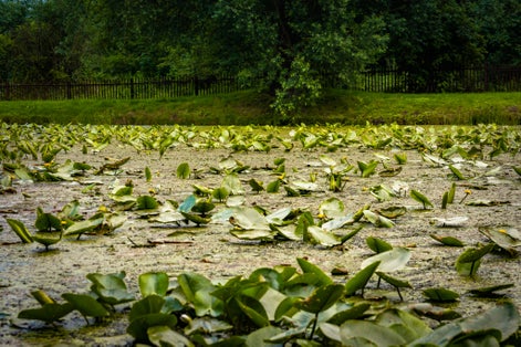 A pond full of plants in the botanical park in Lublin.
