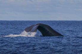 Hvalaskoðun á Azoreyjum, Terceira eyju | OceanEmotion