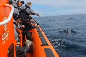 Coast Boat Trips: Exploring Cornwall's Coastline and Marine Life