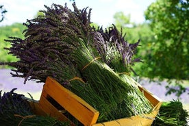 Lavender Tour from Pamukkale with drop off Denizli Airport