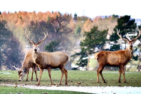 A walk around Chatsworth House estate led us upon these magnificent creatures.