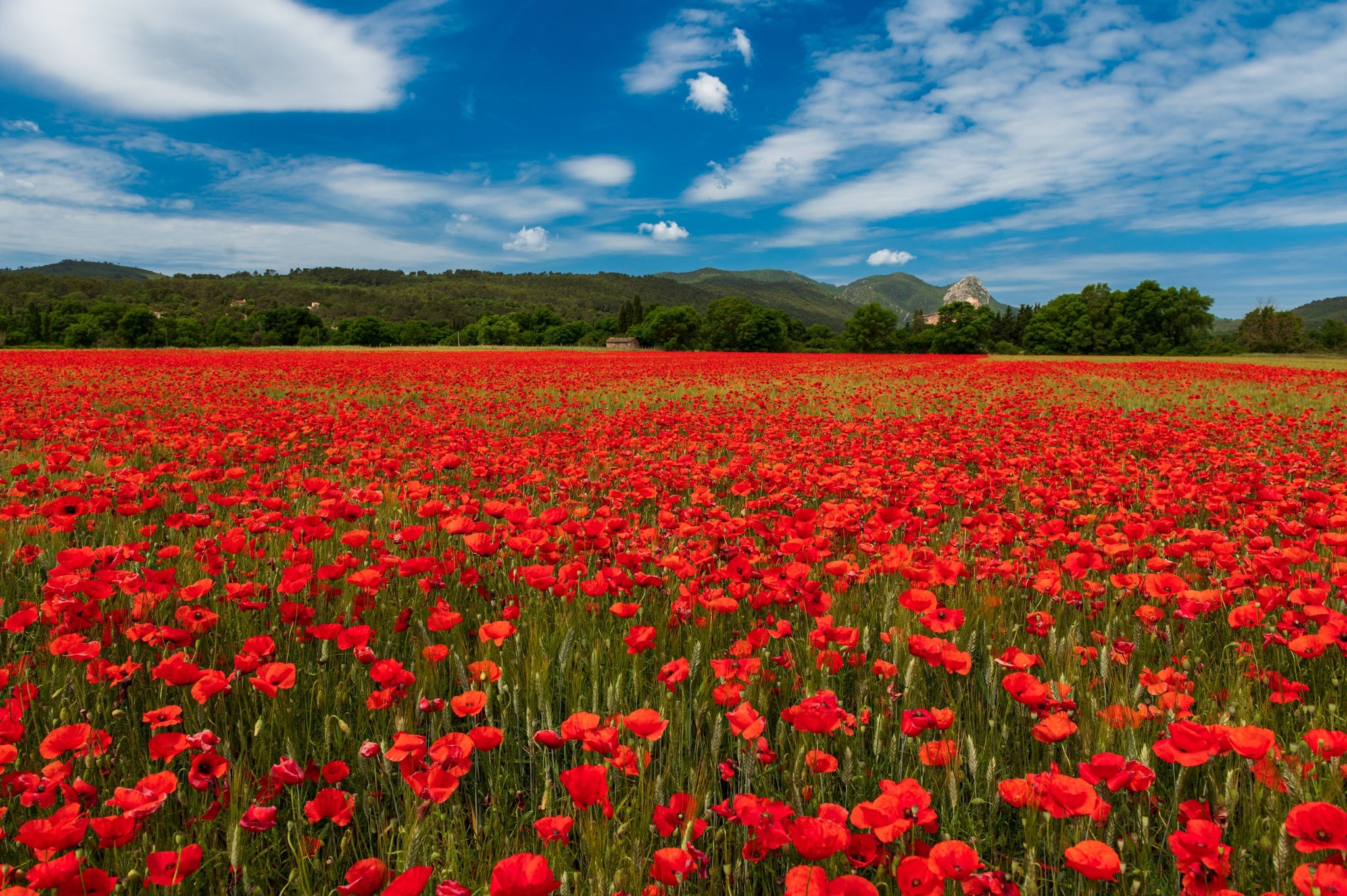 red poppies in a wheat field in Provence .jpg