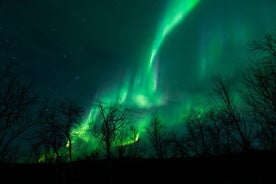 Tour de la aurora boreal desde Kiruna a Abisko con cena