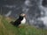 RSPB Rathlin West Light Seabird Centre, Kebble, County Antrim, Northern Ireland, United Kingdom