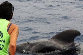 Cruzeiro de Tenerife para observação de baleias e golfinhos, a bordo do Bahriyeli com Mar De Ons Los Cristianos