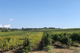 Toskanische Maremma Weinproben