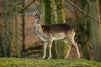 Marselisborg Deer Park travel guide