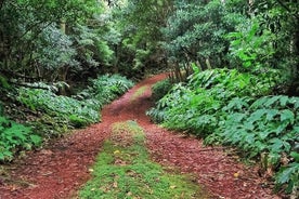 Full-Day Guided Tour in Pico Island 