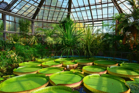 Giant amazonian lotus at the botanic garden from Cluj-Napoca, Transylvania, Europe