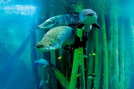 Eintrittskarte für das Aquarium in Saragossa