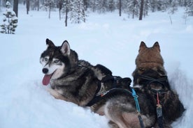 Ivalo - Saariselkä: Husky Walk in the Wilderness