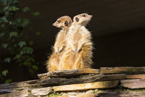 Photo of Meerkat or Suricate (Suricata suricatta), Natura Artis Magistra, Amsterdam, Netherlands.