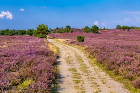 photo of view of The Lueneburg Heath Nature Park (German: Naturpark Lüneburger Heide) near Oberhaverbeck in Lower Saxony, Germany.