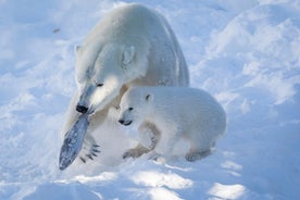 Privat guidad tur i Lappland Ranua Zoo från Rovaniemi