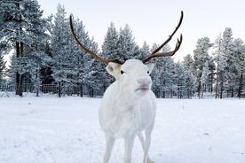 Rovaniemi : visite d'une ferme de rennes et courte promenade en traîneau