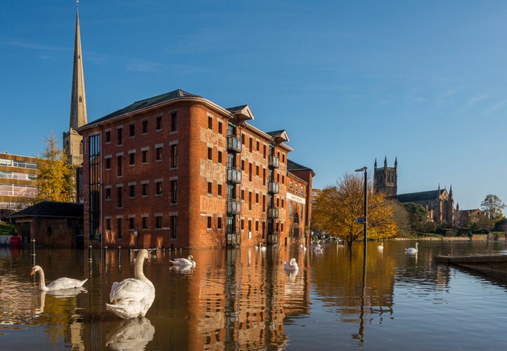 Flood and swans by Worcester bridge Worcestershire UK