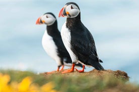 Húsavík: Whale-Watching Cruise and Puffins Guided Tour