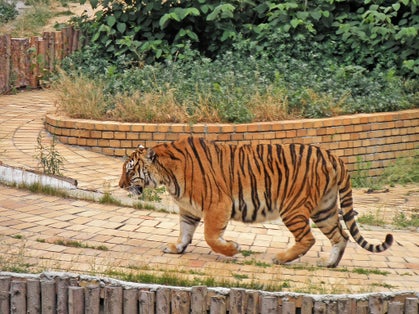 Photo of lonely tiger walking in Sofia zoo during a summer day, Bulgaria.