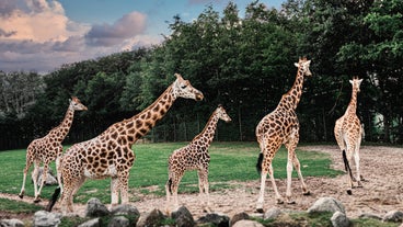 Aalborg Zoo