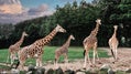 Aalborg Zoo travel guide