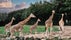 Photo of Giraffes walking and running in Aalborg Zoo, Denmark.