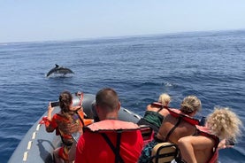 Dolphin Watch & Benagil Caves boat tour with Biologist guide 