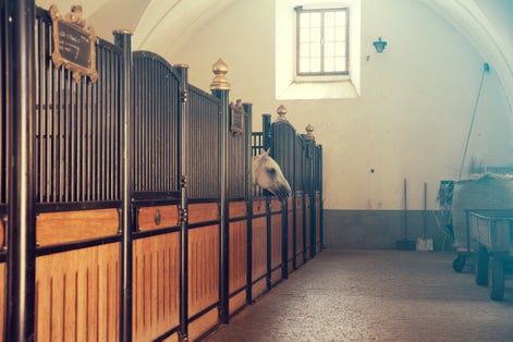 Photo of a horse in Lipica stud farm, Slovenia.