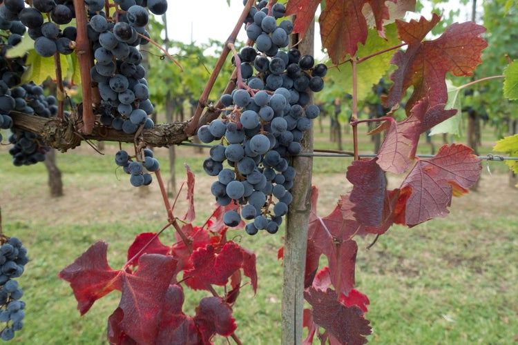 wine-growing-973007.jpg