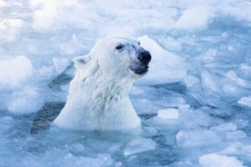 Финляндия: Приключение с белыми медведями с обедом в Рованиеми