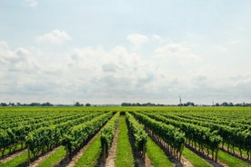 Visite privée d'une journée complète au vignoble (vallée du Rhin) au départ de Francfort