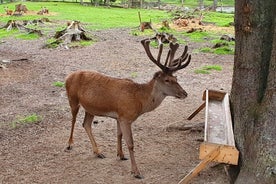  Bears Sanctuary、Dracula's Castle、Brasov Day Trip ブカレストからのプライベート ツアー