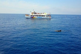 Observation des dauphins à Majorque