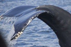 Watching whales and dolphins on Terceira Island