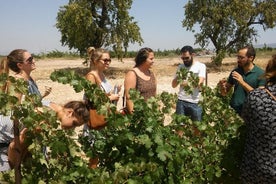 Visite privée des vins avec dégustation de vins et déjeuner complet