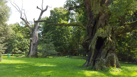 About two thousand magnificent oaks are found on the banks of the river Warta, at Rogalin village , among numerous oxbow lakes. It is Europe’s largest group of monumental oak trees in Poland.