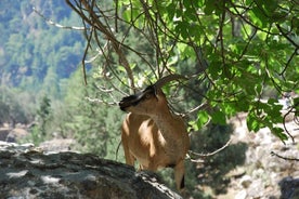 Samaria Gorge Trek: Full-Day Excursion from Rethymno with Guide