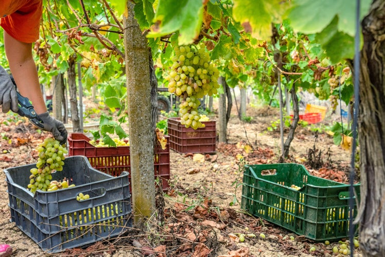 grape harvest in crete.jpg