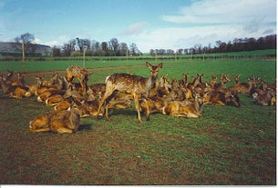 The Scottish Deer Centre