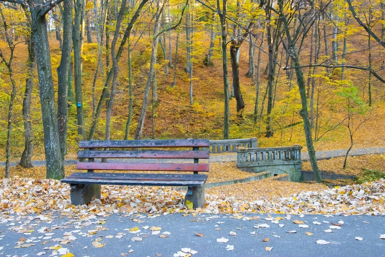 Lonely bench in the park. Autumn day in Trivale Forest Park, (Padurea Trivale) Pitesti, Arges County, Romania