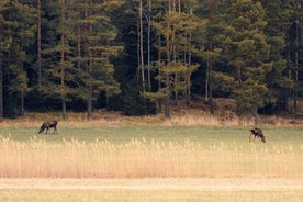 Wildwandelen in Stockholm met dieren spotten - 2 dagen