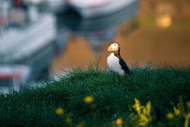 Halvdags privat lundefugl- og alvertur i Borgarfjordur Eystri