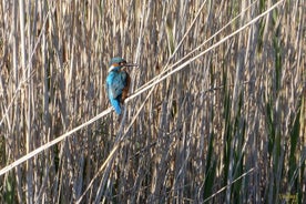 Birdwatching Boccadoro: la fauna selvatica della zona umida